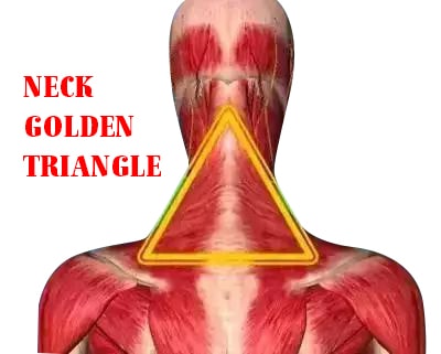 Unlock the Secret Golden Triangles in the Body - Optimal Health Solutions