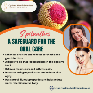 Spilanthes – A Safeguard for the Oral Care