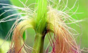 corn-silk