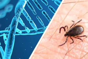 Lyme Disease