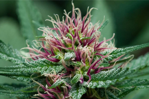 Canabis Plant